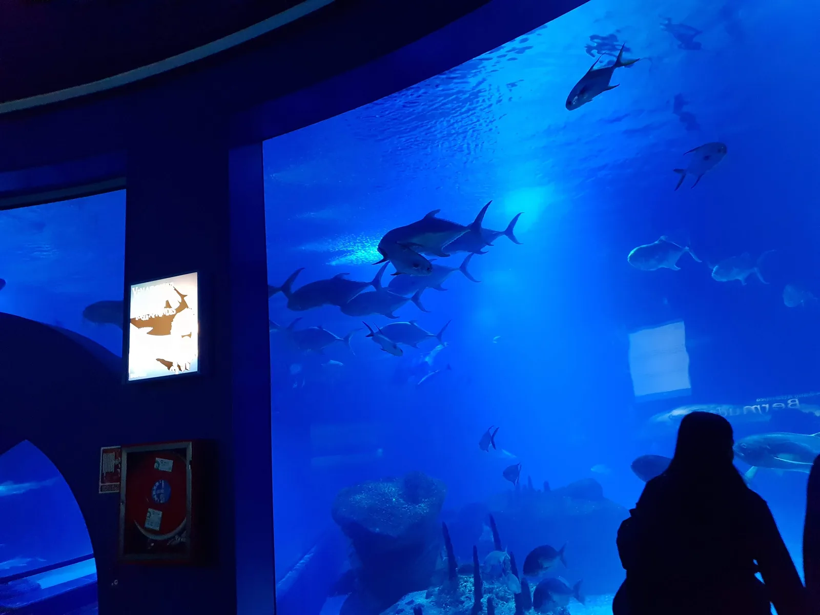 Aquarium Gallery Image 1