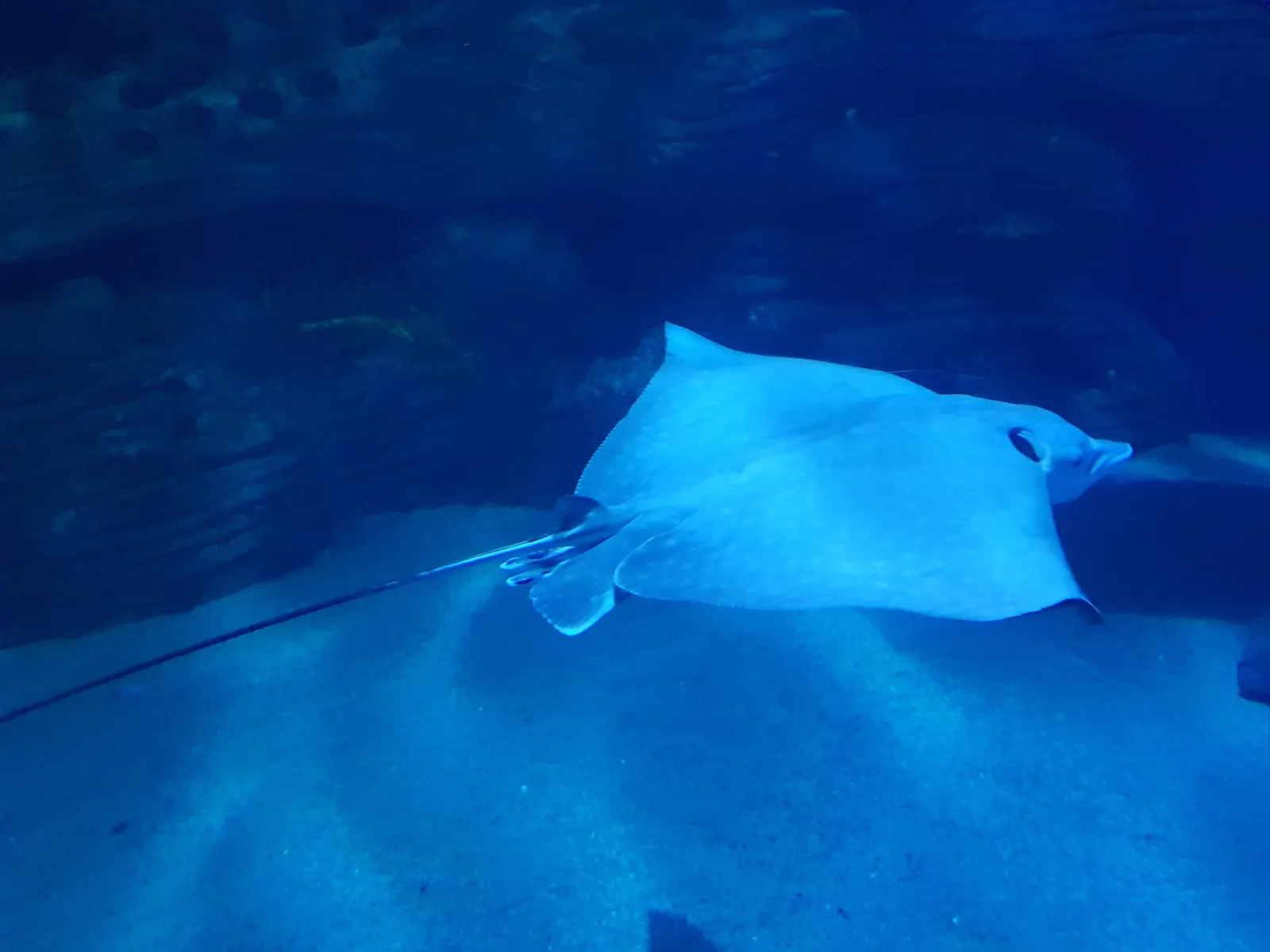 Aquarium Gallery Image 2