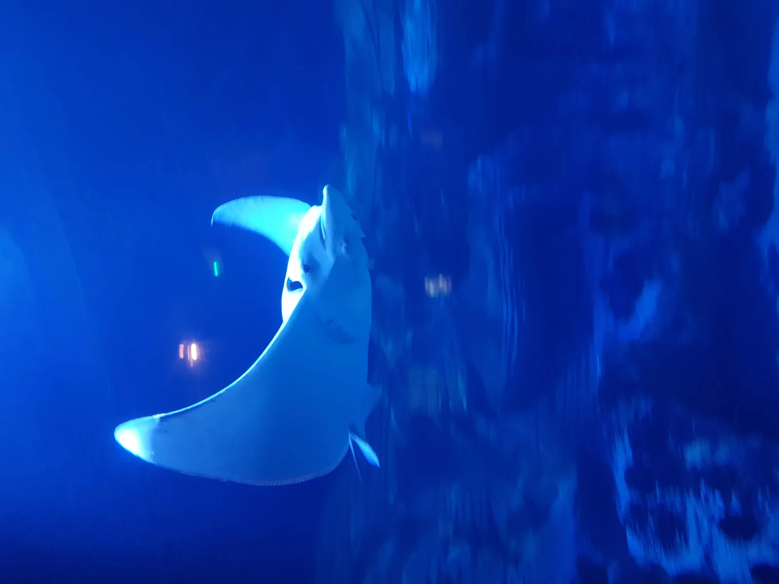 Aquarium Gallery Image 3