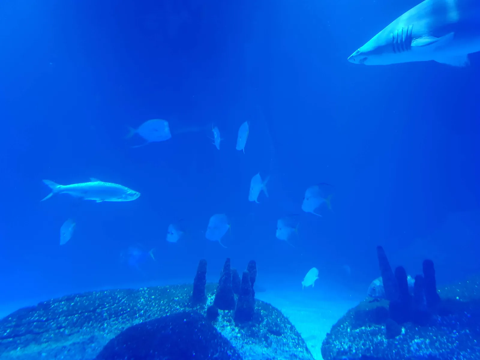 Aquarium Gallery Image 4