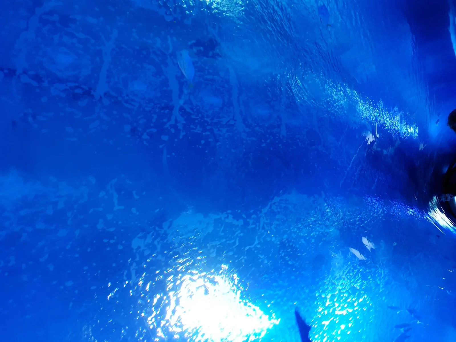 Aquarium Gallery Image 5