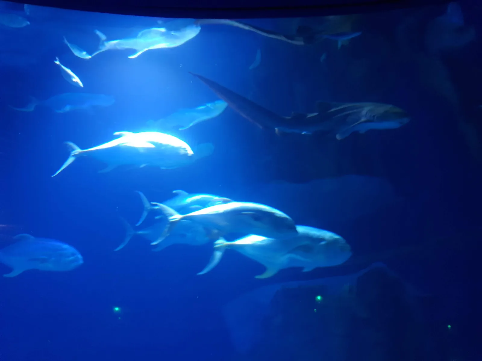 Aquarium Gallery Image 6