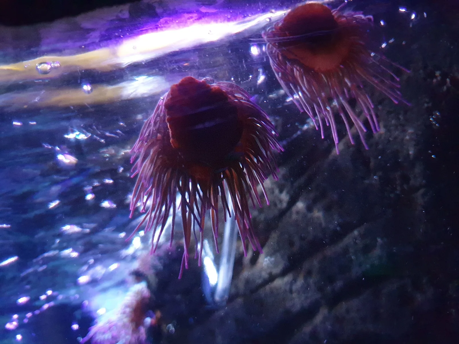 Aquarium Gallery Image 7