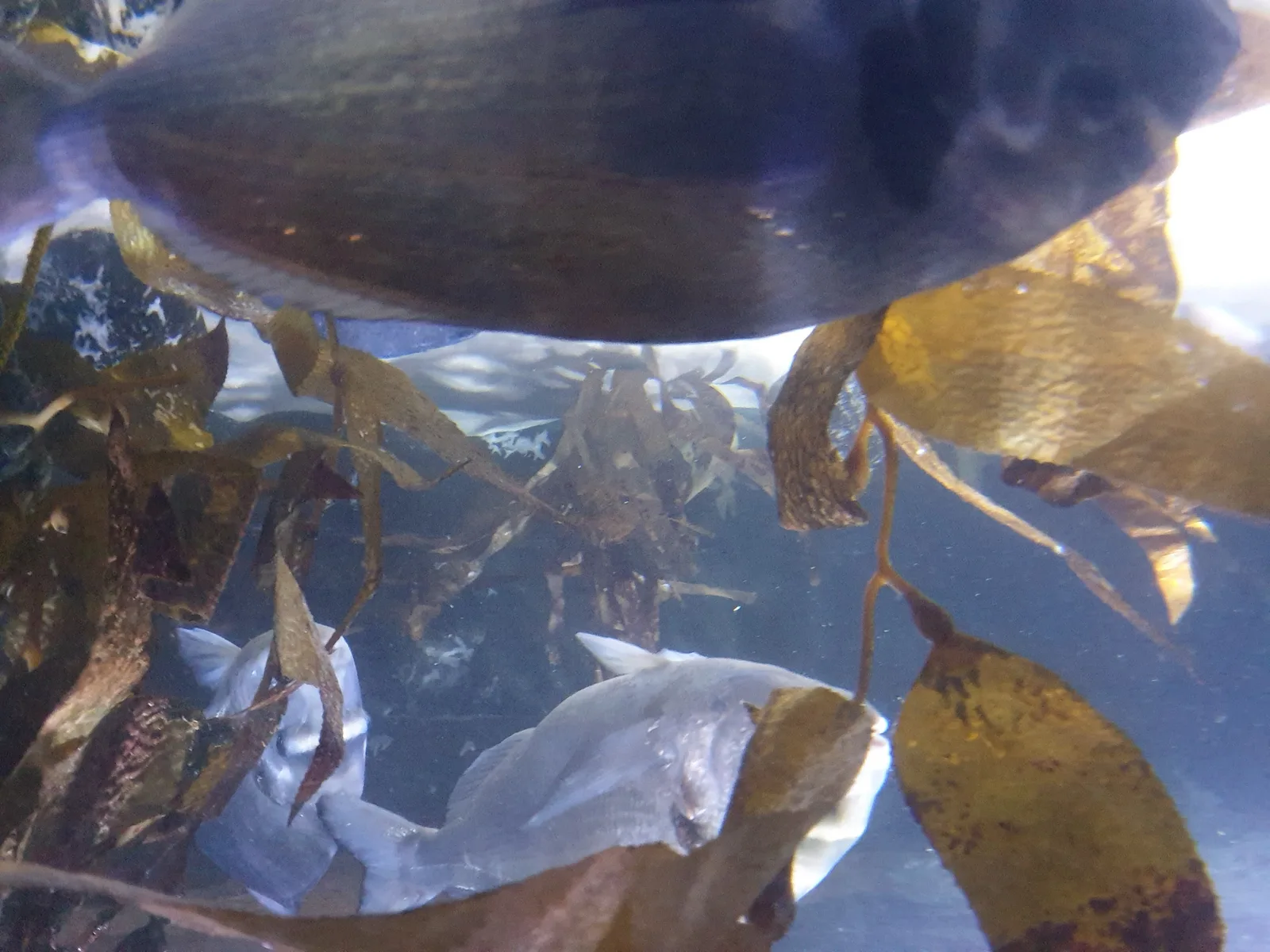 Aquarium Gallery Image 9