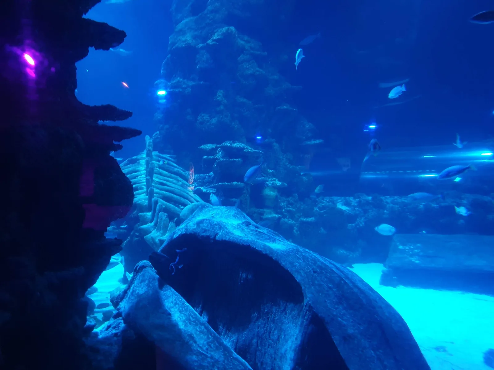 Aquarium Gallery Image 10
