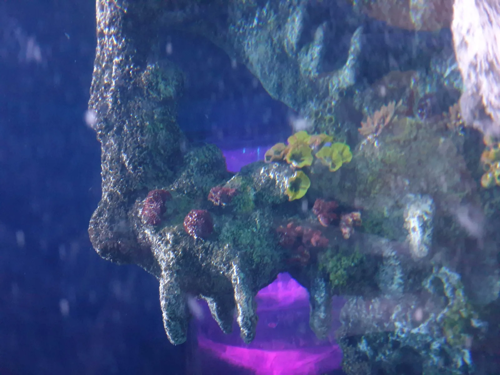 Aquarium Gallery Image 11