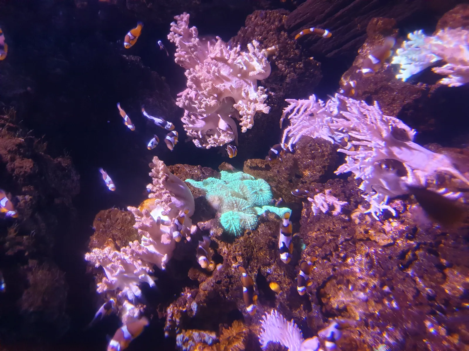 Aquarium Gallery Image 12