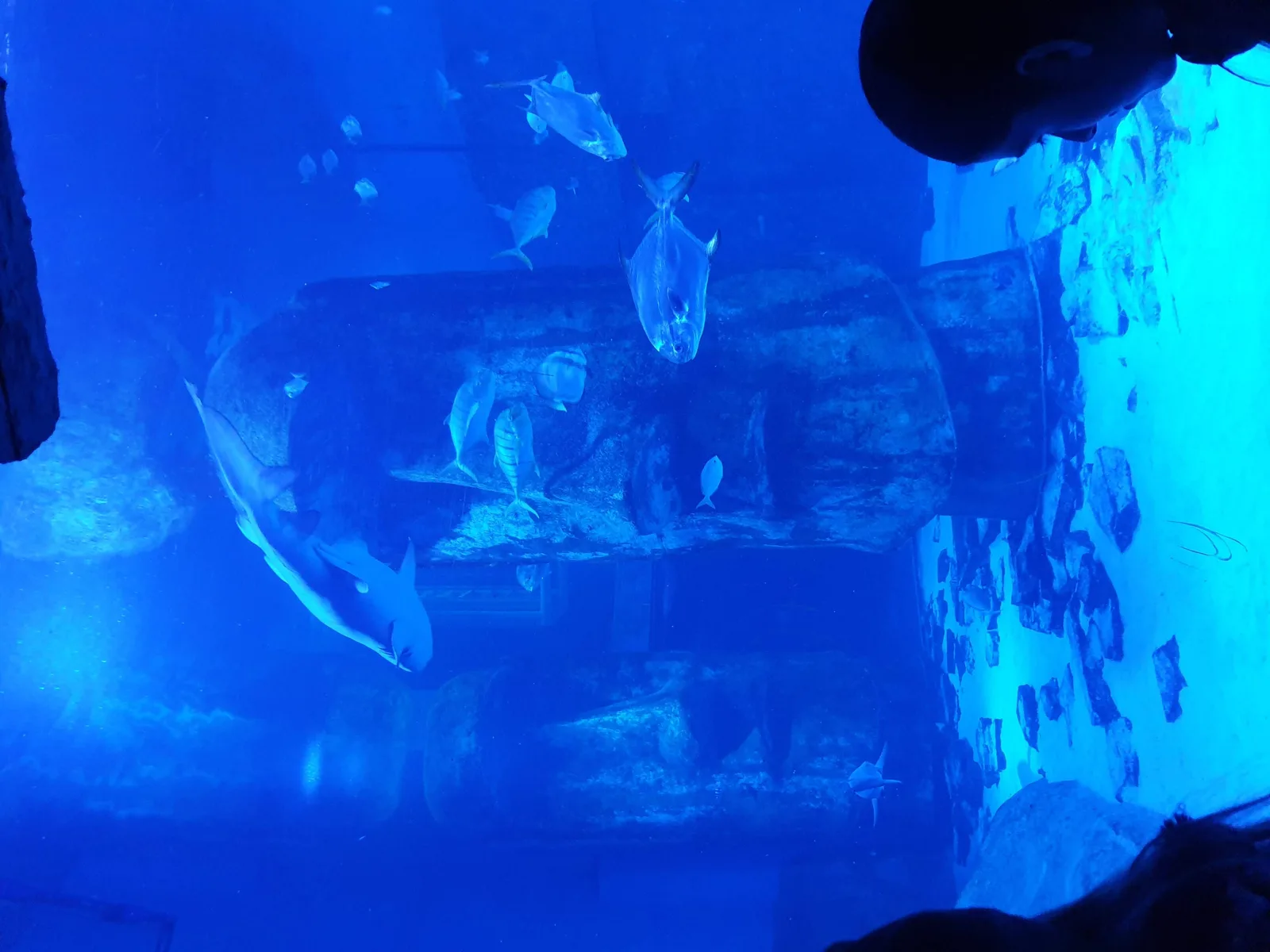 Aquarium Gallery Image 13