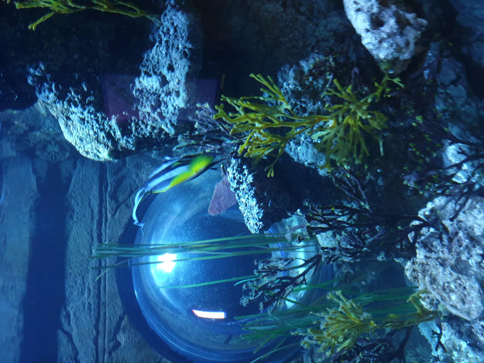 Aquarium Gallery Image 14