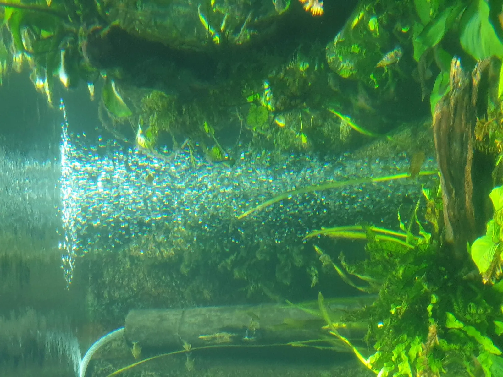 Aquarium Gallery Image 15