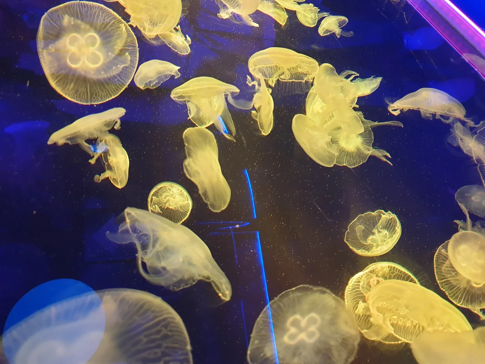 Aquarium Gallery Image 17