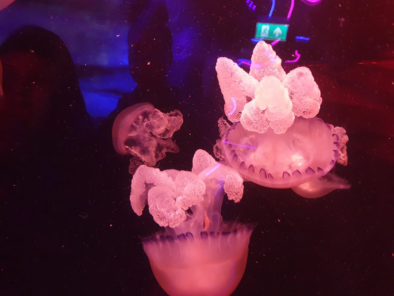 Aquarium Gallery Image 18