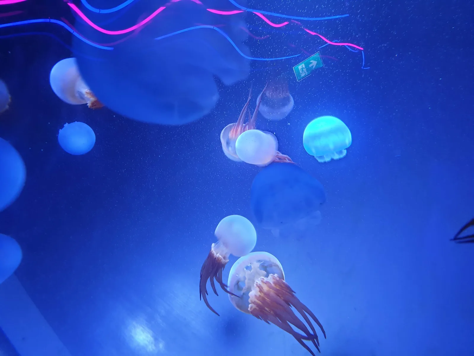 Aquarium Gallery Image 19