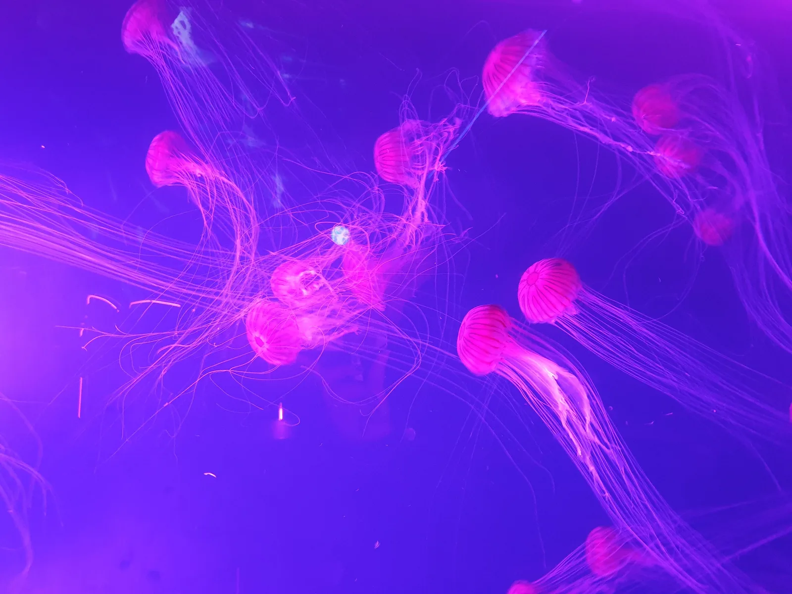 Aquarium Gallery Image 20
