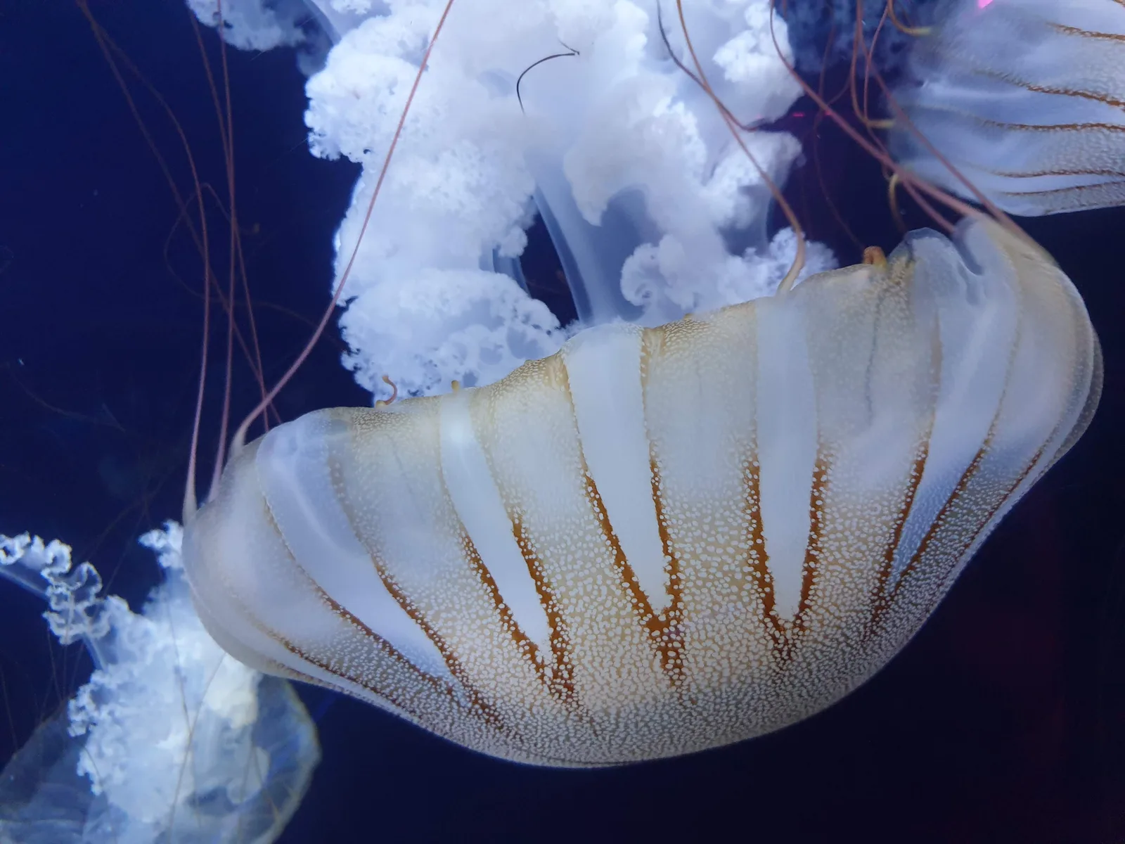 Aquarium Gallery Image 21