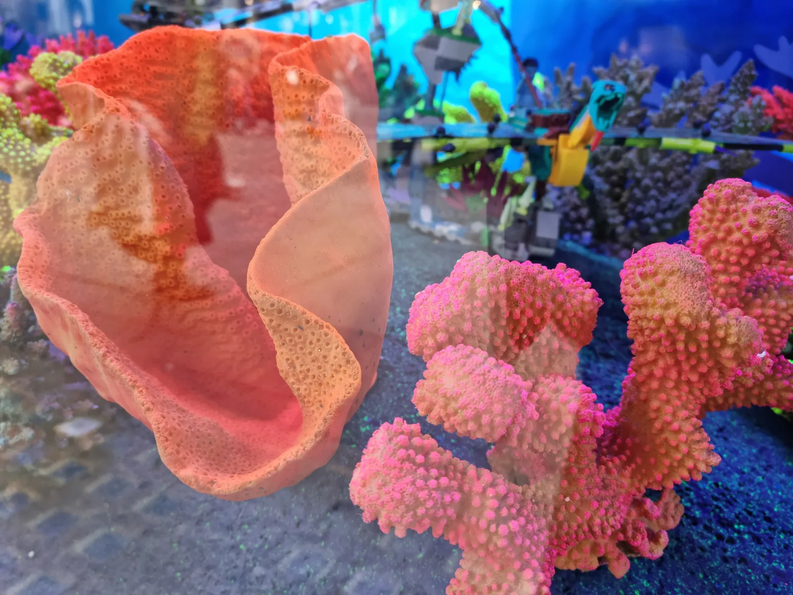 Aquarium Gallery Image 22