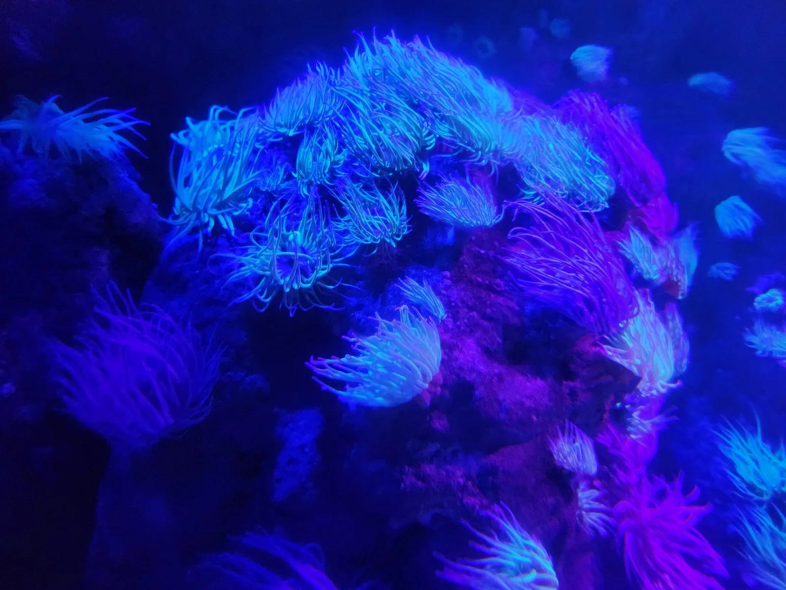 Aquarium Gallery Image 23