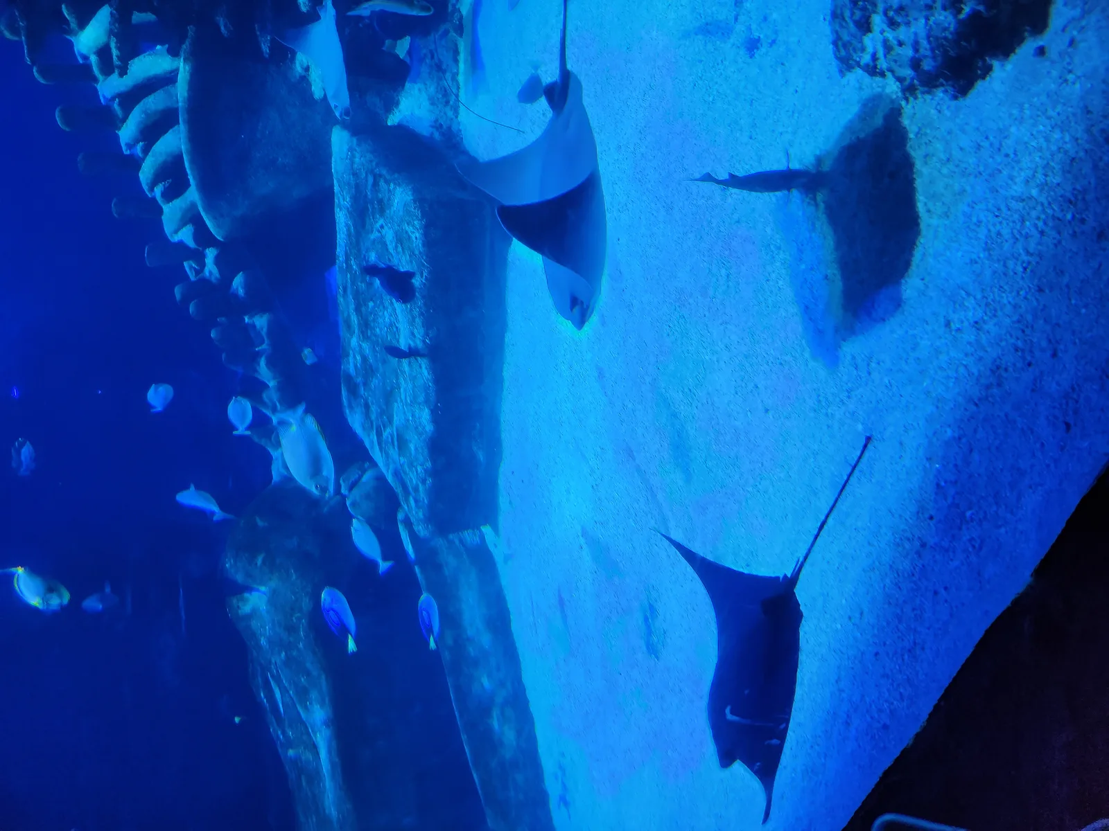 Aquarium Gallery Image 24