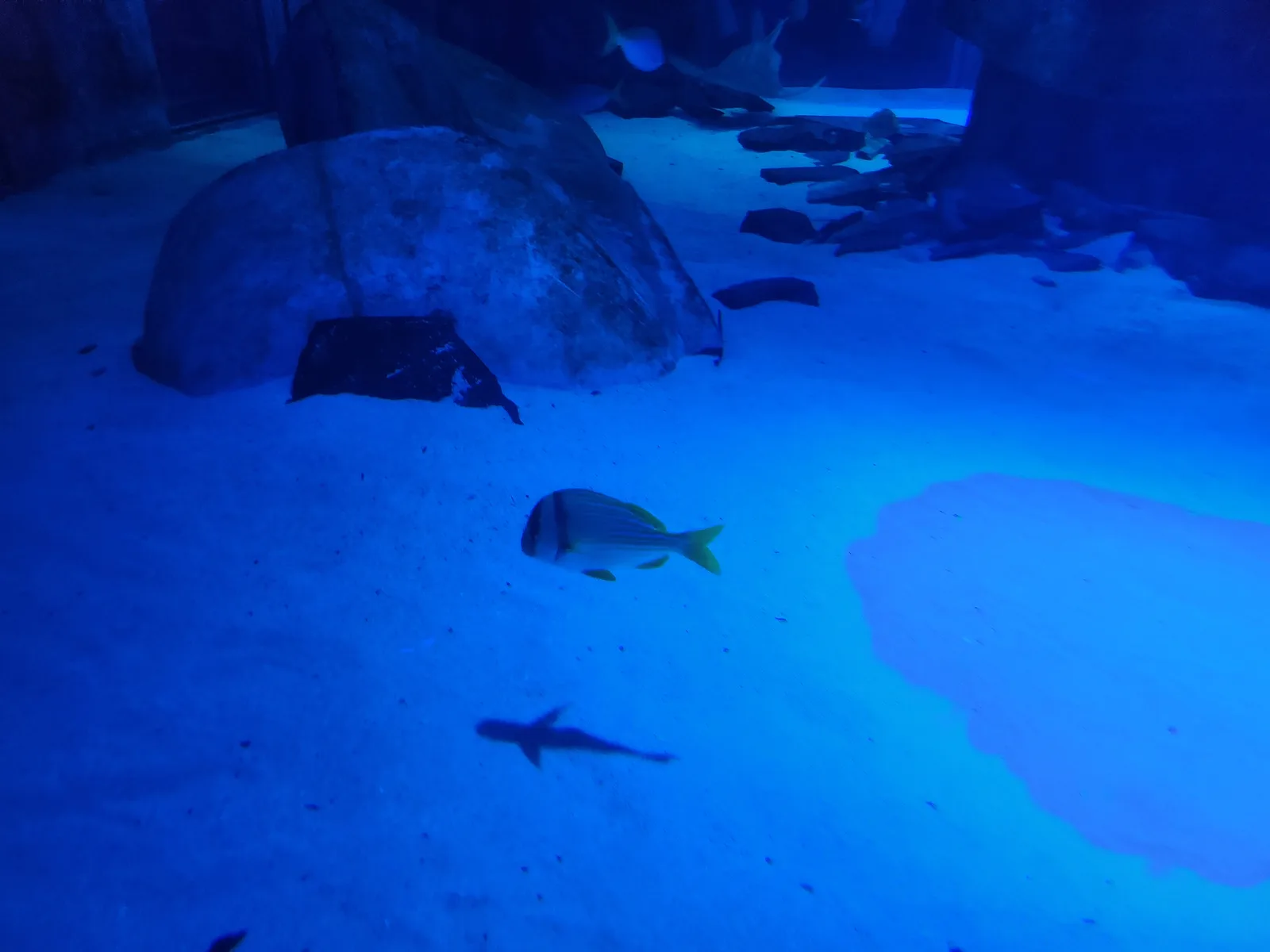 Aquarium Gallery Image 25