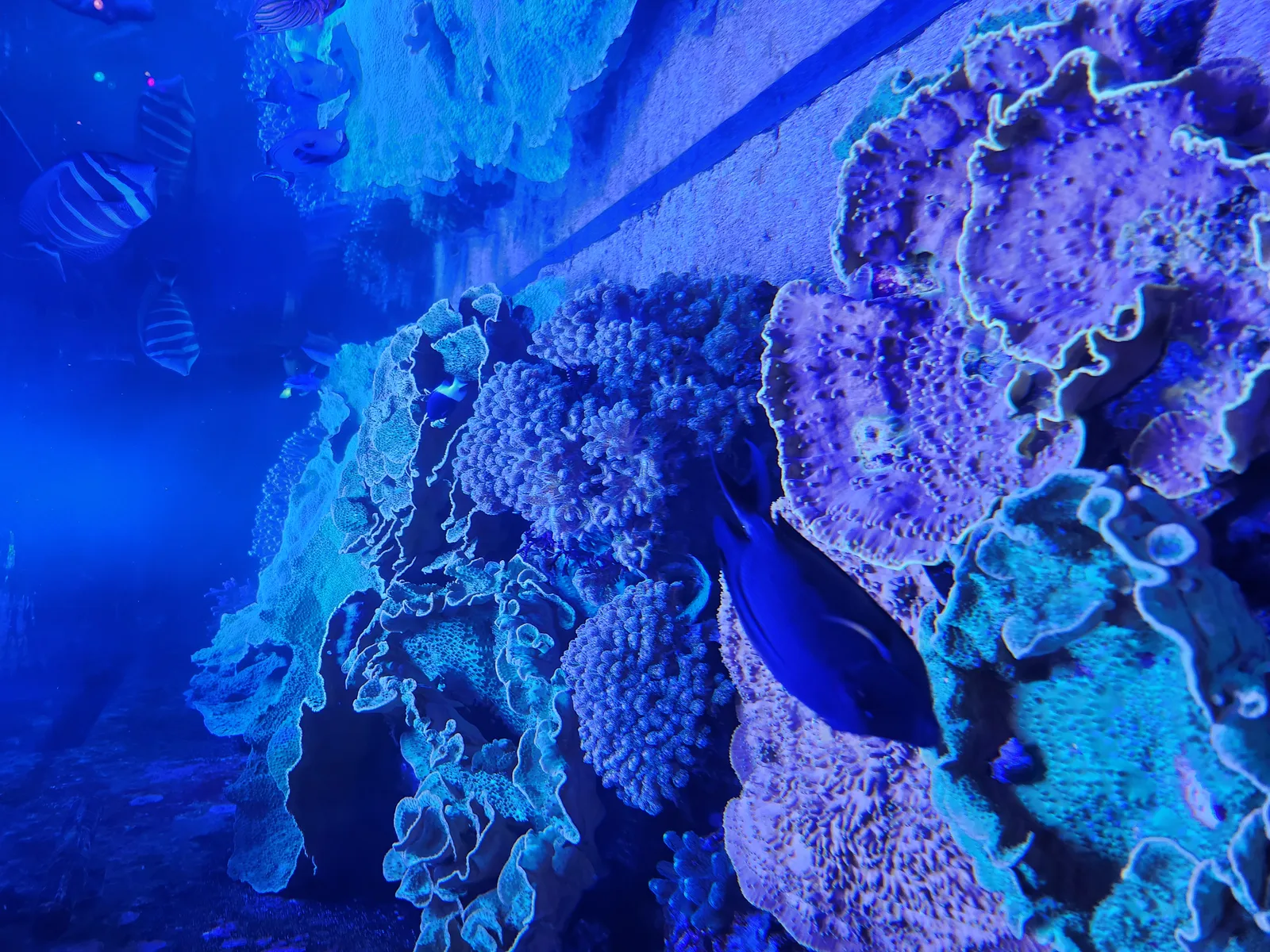 Aquarium Gallery Image 26