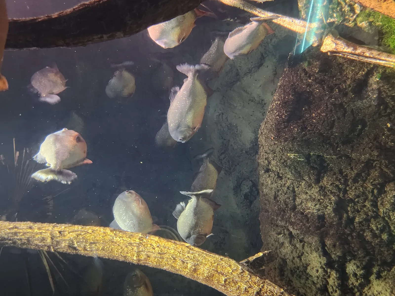 Aquarium Gallery Image 27