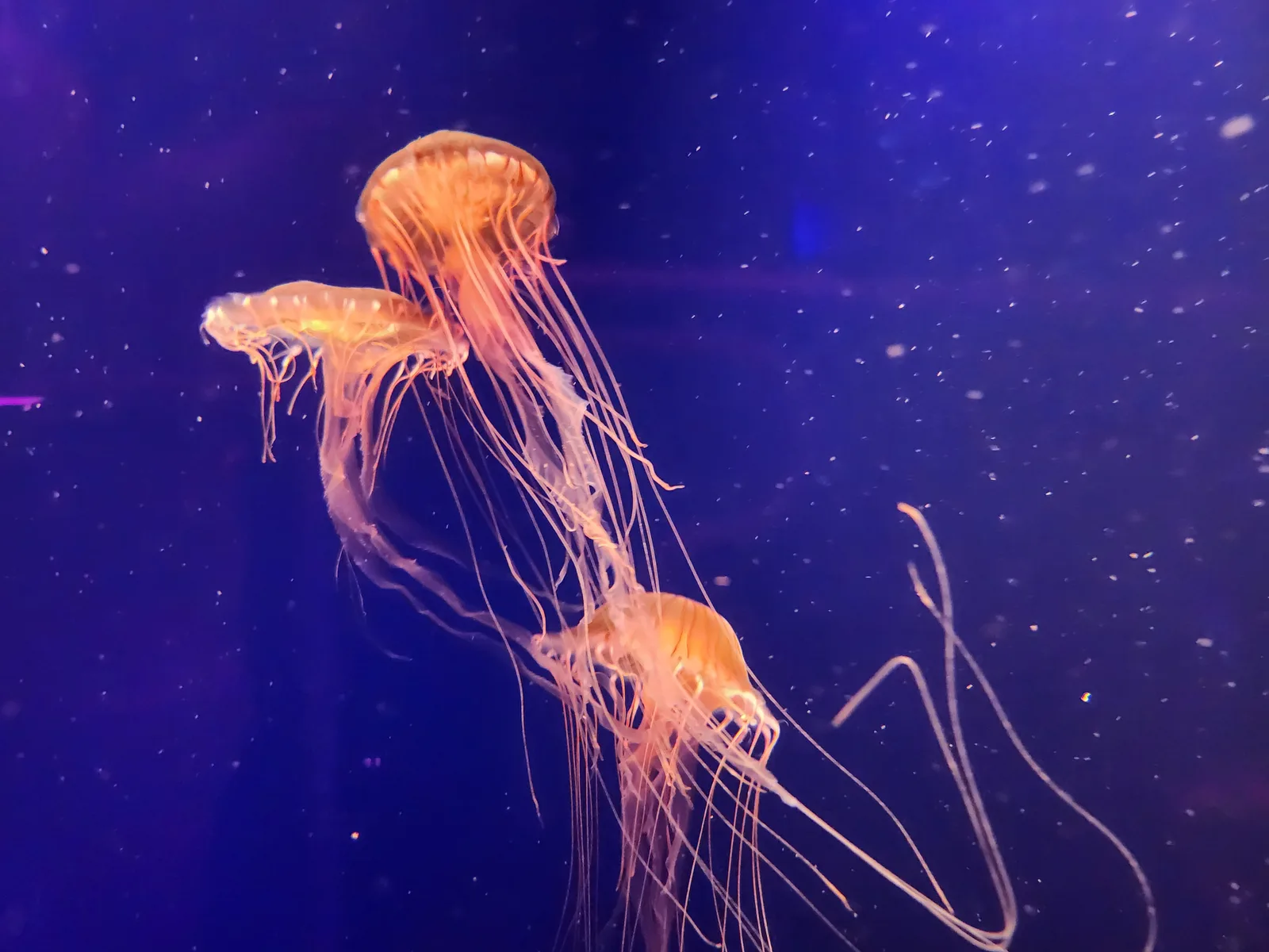 Aquarium Gallery Image 28
