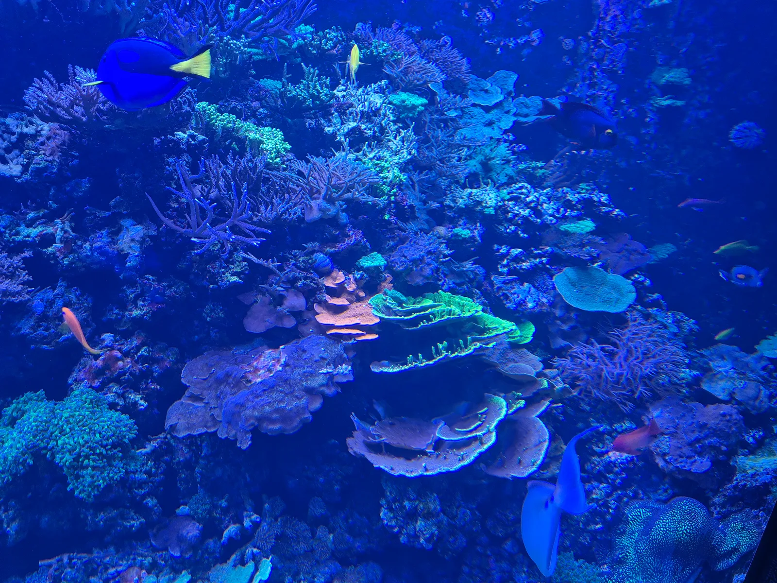 Aquarium Gallery Image 29