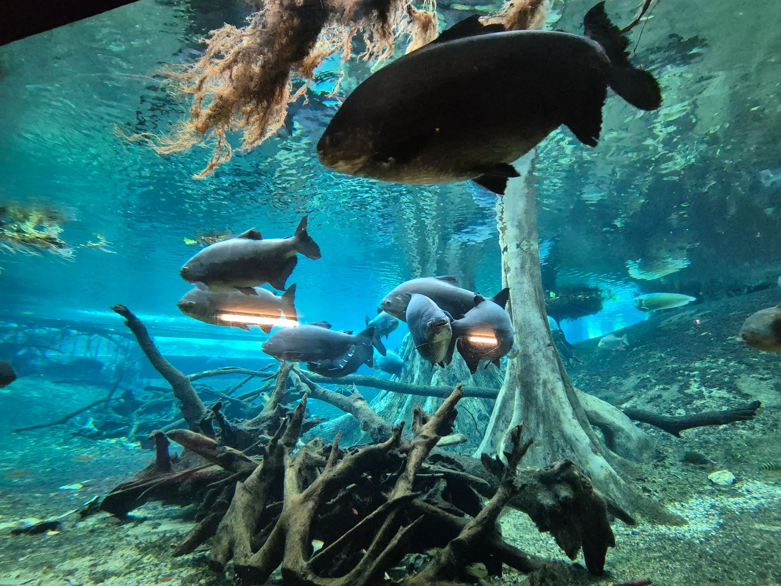 Aquarium Gallery Image 30