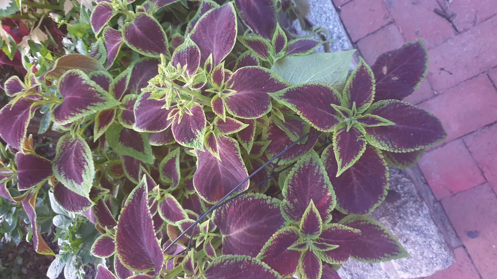 Flowers Gallery Image 2
