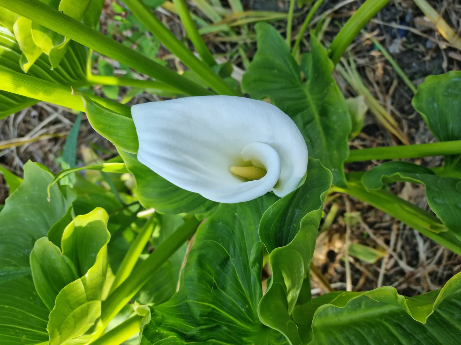 Flowers Gallery Image 7