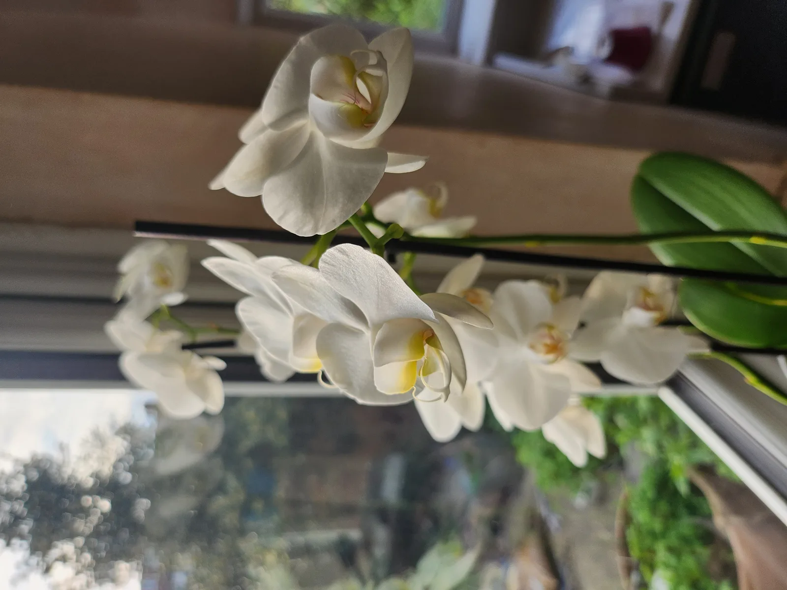 Flowers Gallery Image 10