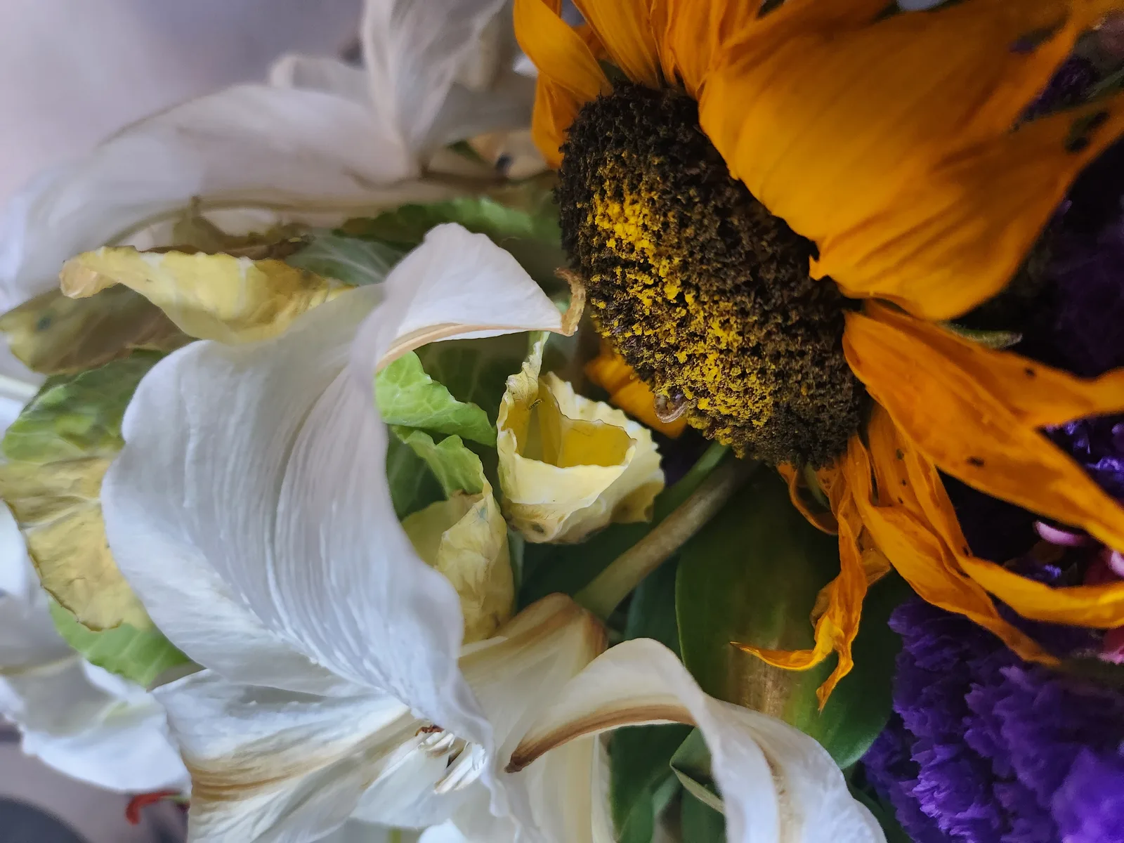 Flowers Gallery Image 15