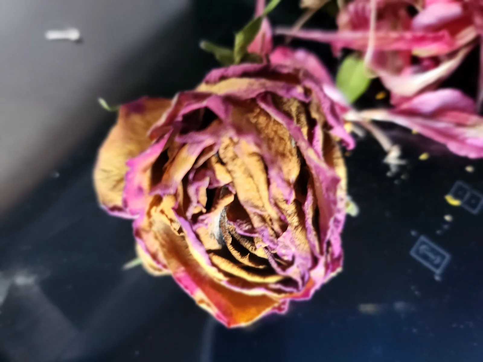 Flowers Gallery Image 16