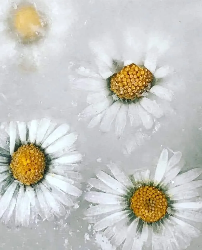 Flowers Gallery Image 20
