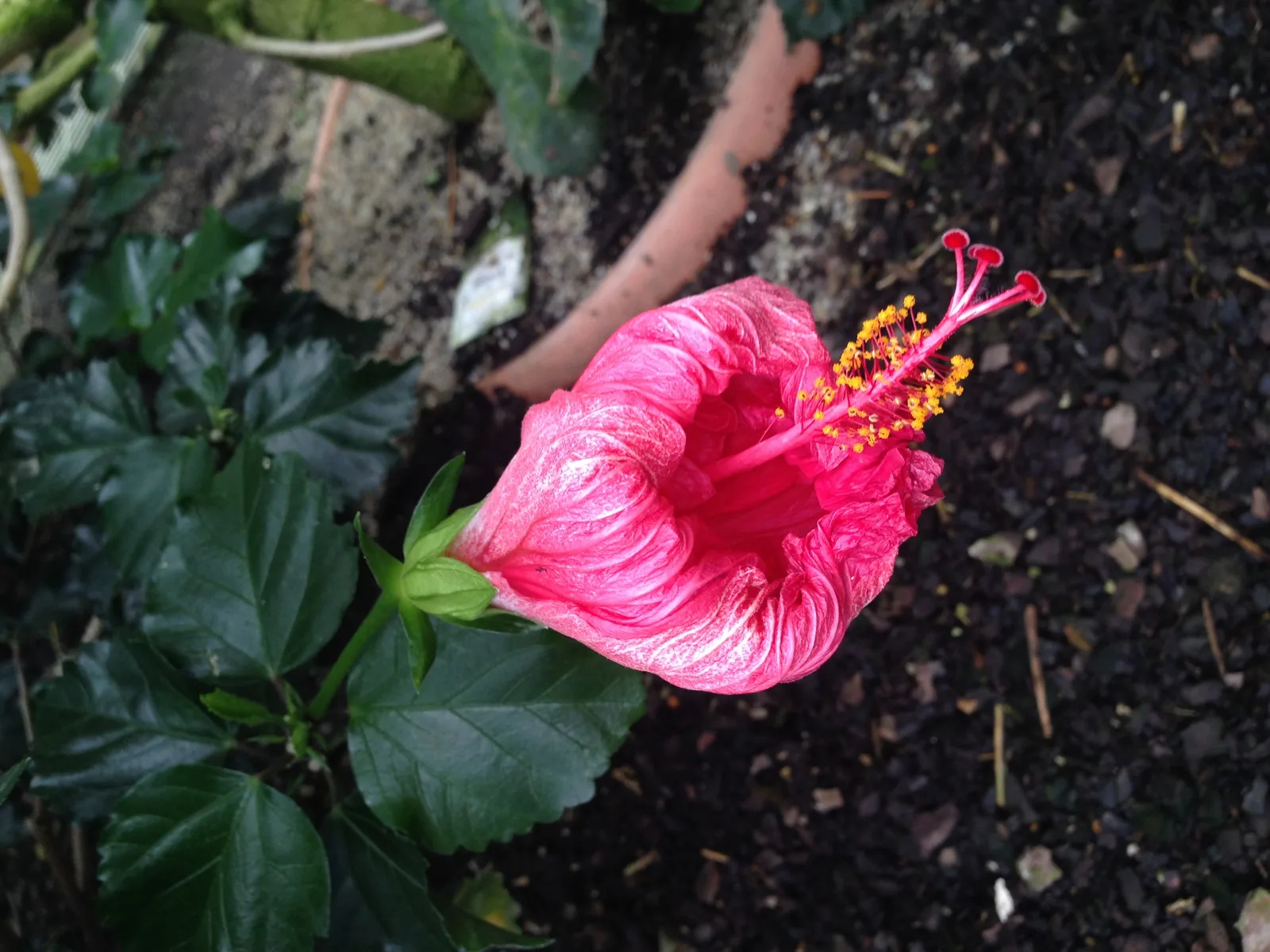 Flowers Gallery Image 23