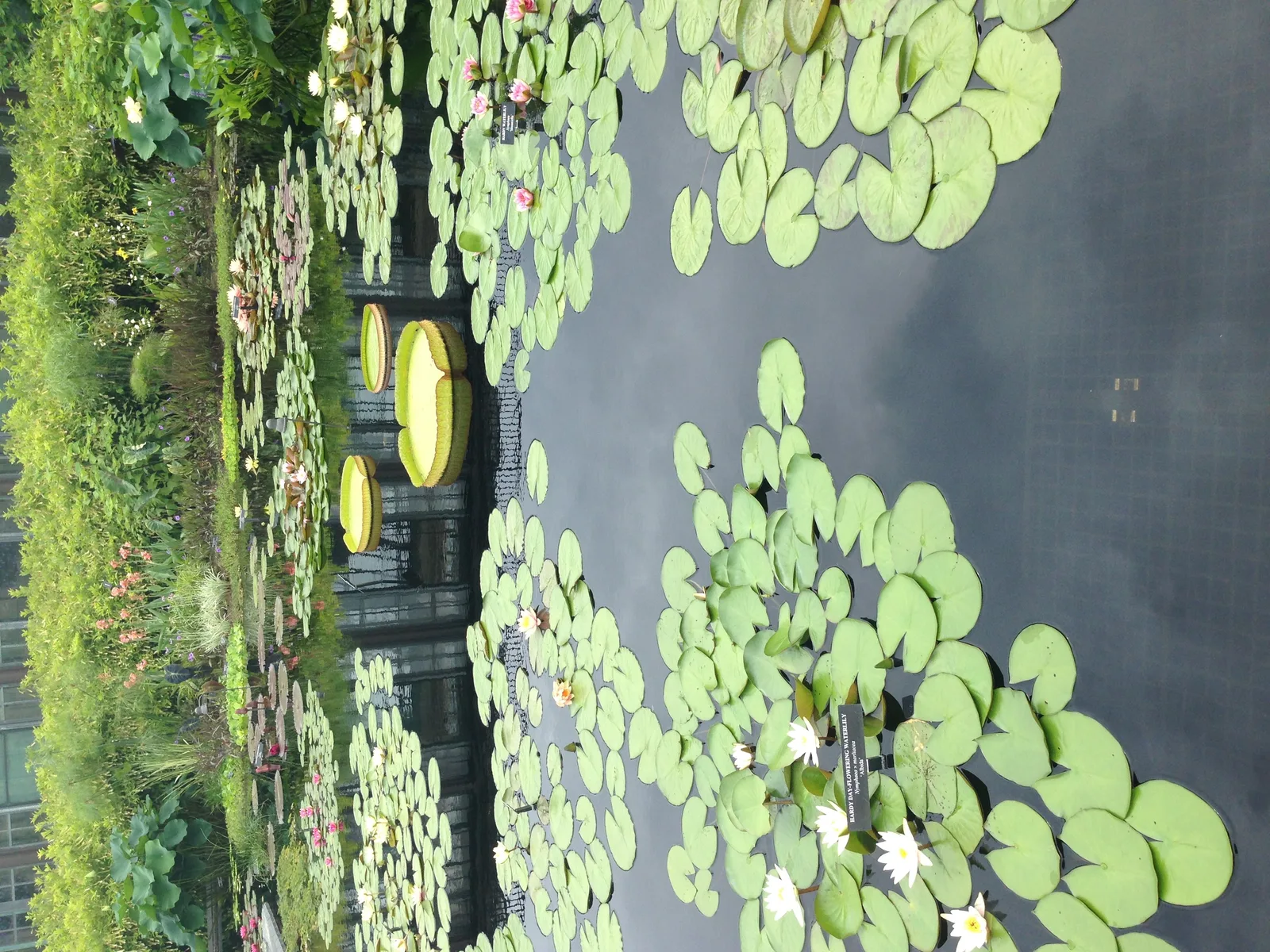 Flowers Gallery Image 24