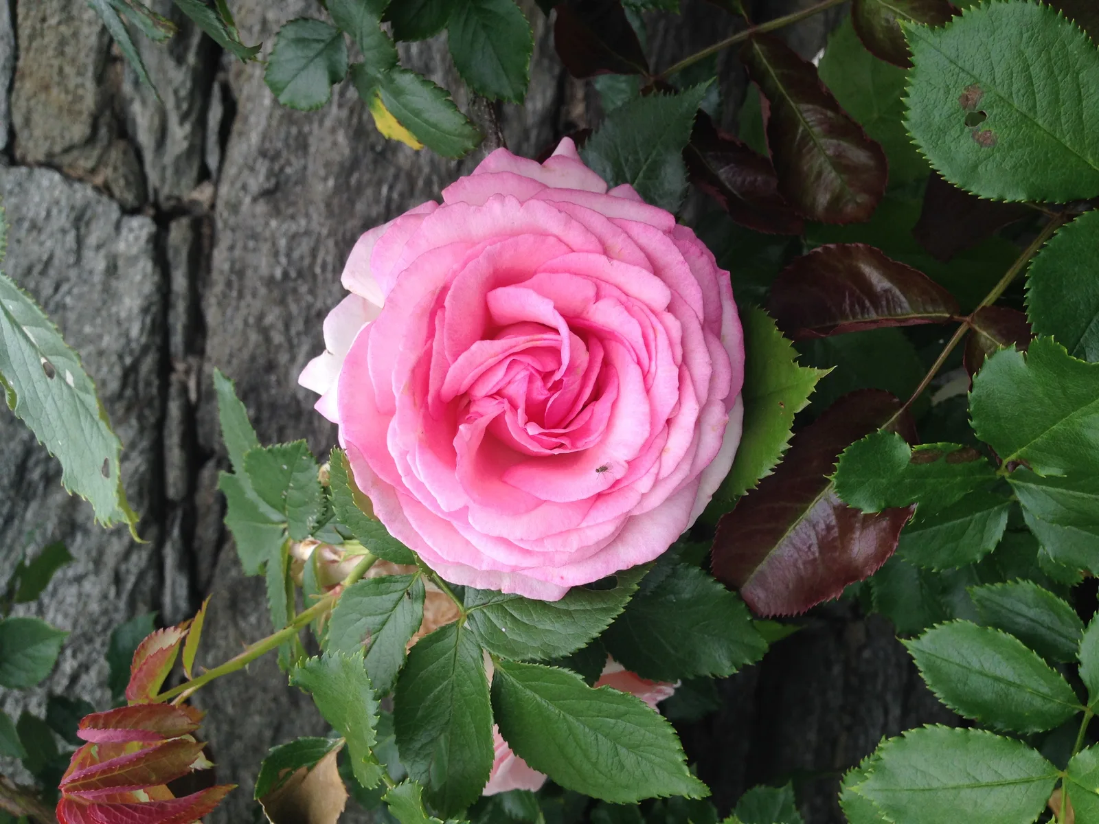 Flowers Gallery Image 25
