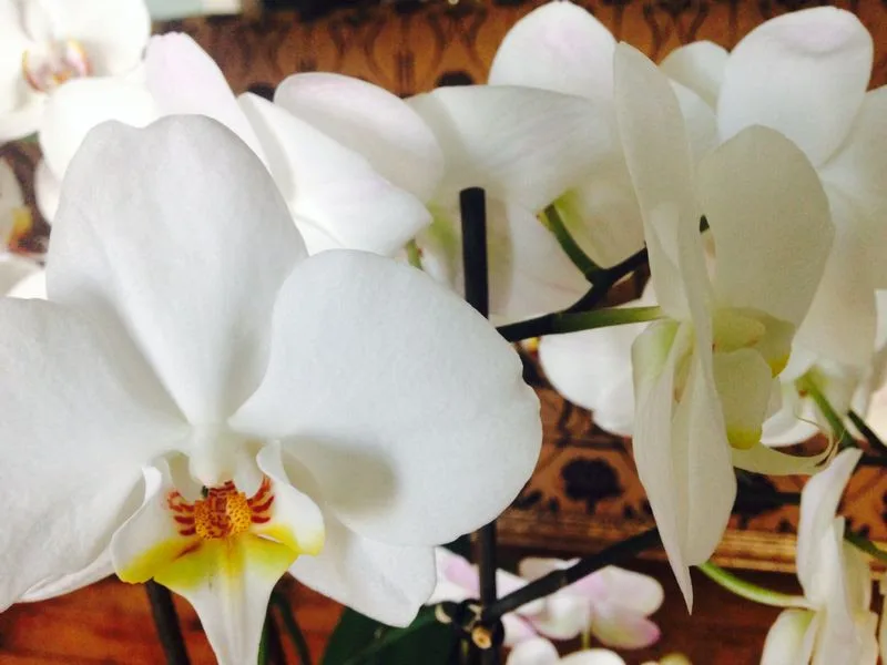 Flowers Gallery Image 27