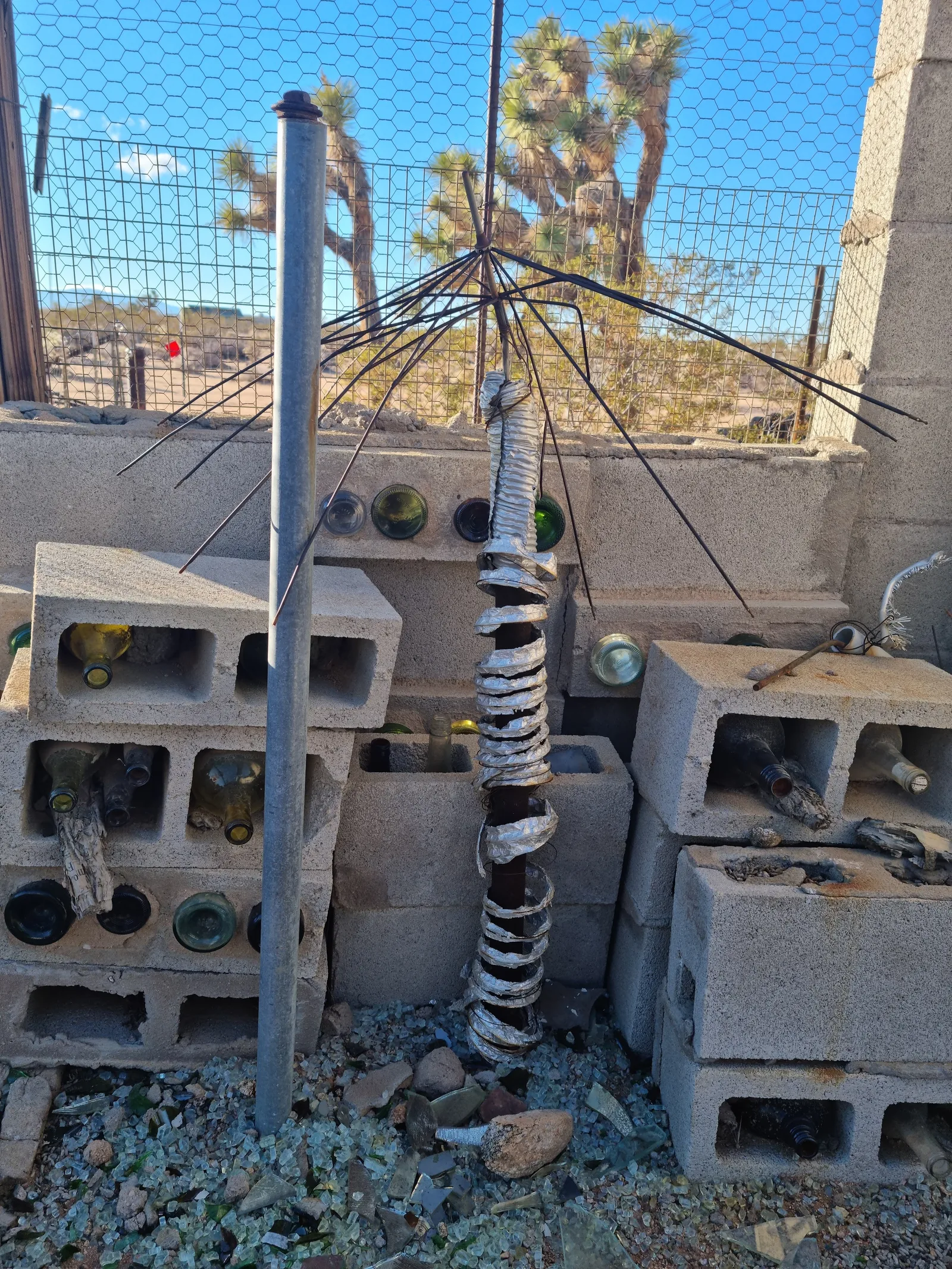 Joshua Tree Gallery Image 9