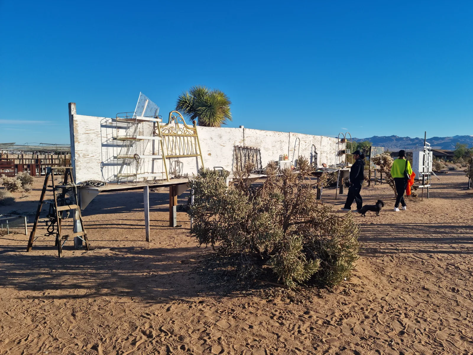 Joshua Tree Gallery Image 19