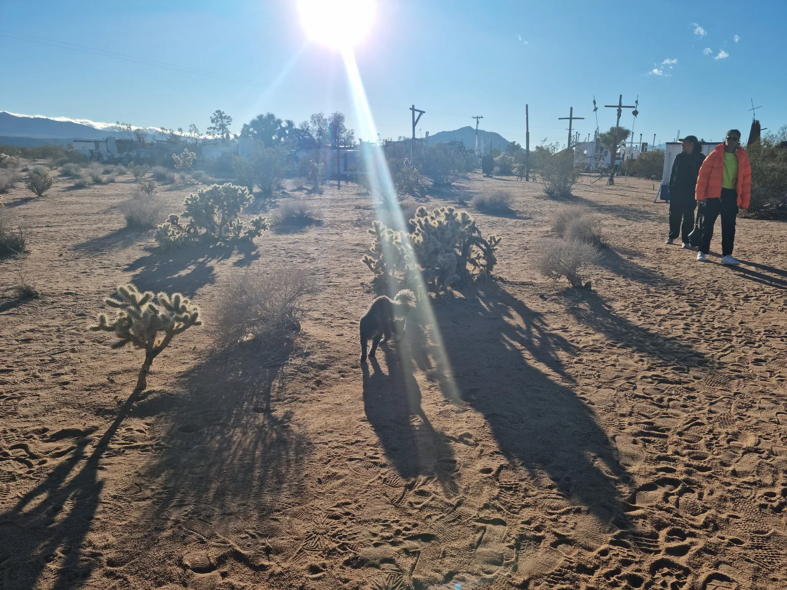 Joshua Tree Gallery Image 21